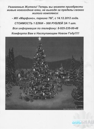 Организация незаконной торговли и складирования сосны в многоэтажном паркинге Организация незаконной торговли и складирования сосны в многоэтажном паркинге