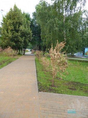 Озеленение на улице Абрамцевская Озеленение на улице Абрамцевская