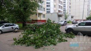 Упавшая ветка тополя Упавшая ветка тополя