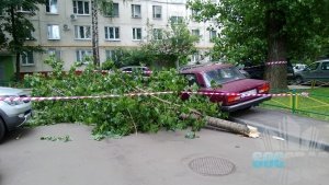 Упавшая вета тополя Упавшая вета тополя