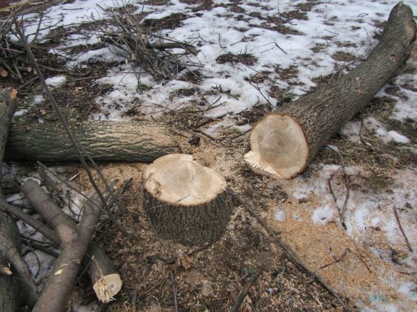 Незаконная рубка Незаконная рубка
