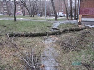 рубка деревьев рубка деревьев